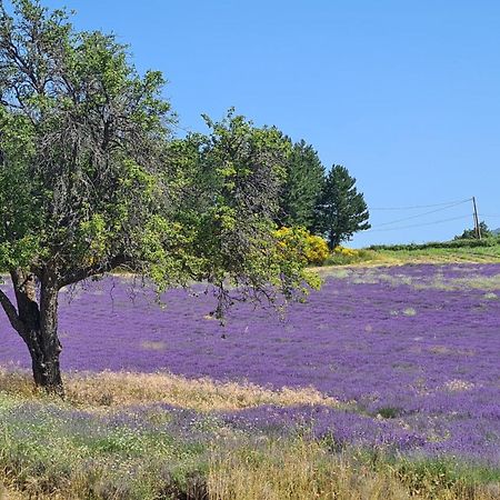 La Petite Reine Du Ventoux Villa Sault-de-Vaucluse Bagian luar foto